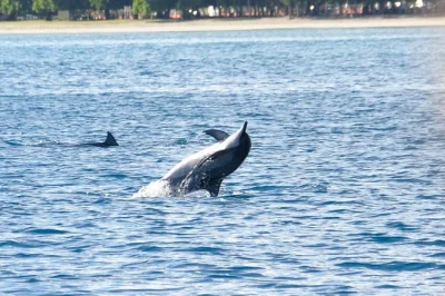 Hear wild dolphins at sunrise, swim beside them if you like, then spot whales with a hydrophone—mauritius boat tour includes guide, gear & drinks.