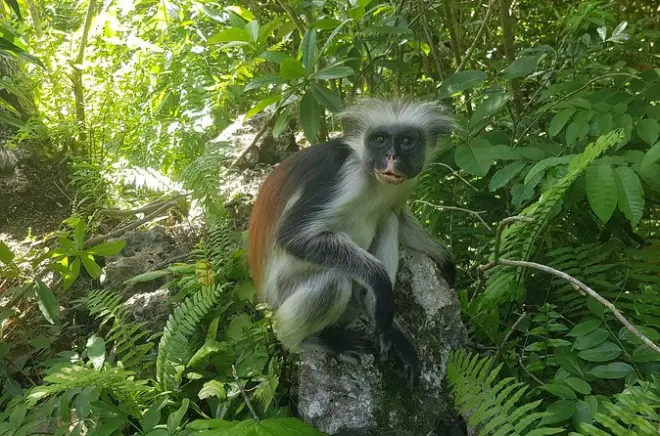 Zanzibar Tour: Jozani Forest, Paje Beach & Rock Restaurant
