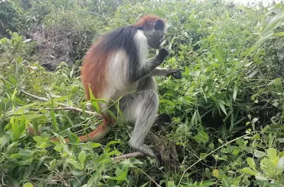 Explore Jozani, caverna Kuza e praia Paje com banho subterrâneo