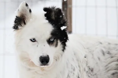 Feel the rush of a husky safari near pyhä, meet the dogs up close at a local farm, sip hot berry juice in a cozy hut, and capture as many photos as you want—includes all fees.
