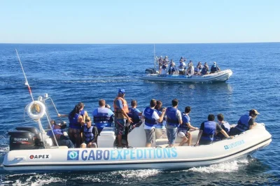 Vivi l’emozione di avvistare le balene a cabo san lucas con una crociera in zodiac in piccolo gruppo guidata da un biologo marino, con viste ravvicinate e ritorno in hotel incluso.