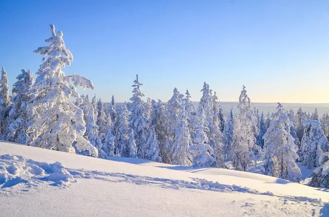 Survival nella natura di Rovaniemi: Impara le tecniche artiche