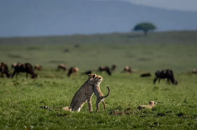 Safari 6 jours Kilimandjaro : Manyara, Serengeti, Ngorongoro