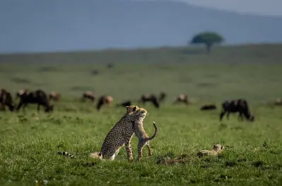 Safari 6 jours Kilimandjaro : Manyara, Serengeti, Ngorongoro