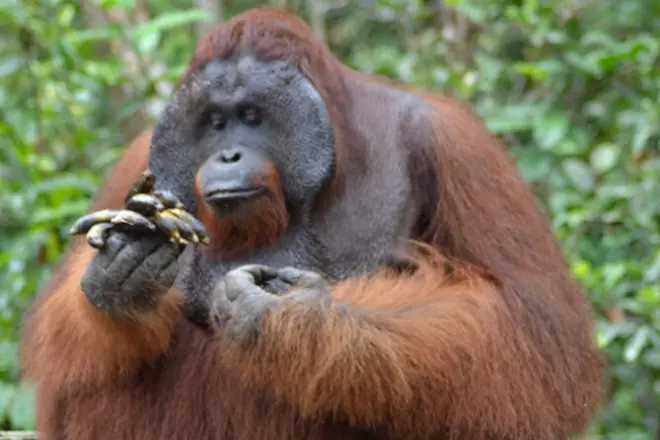 3-tägige Orang-Utan-Safari auf privatem Klotok-Hausboot