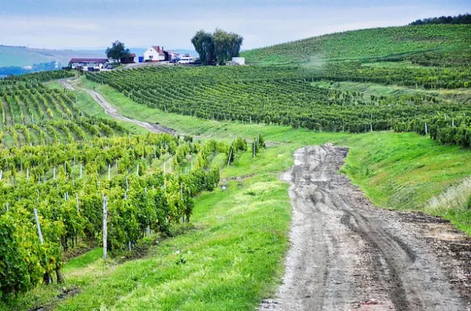 Sibiu ab Cluj: Mittelalterliche Plätze und Weinprobe erleben