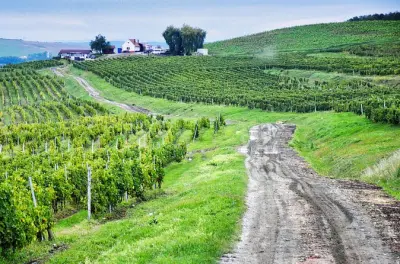 Sibiu ab Cluj: Mittelalterliche Plätze und Weinprobe erleben