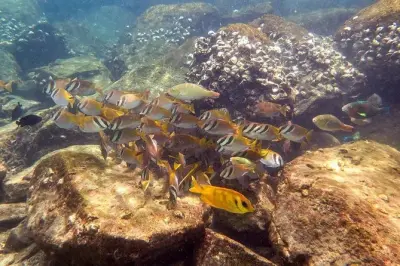 Tauchen für Anfänger in Ko Kut: Schnuppertauchgang mit Reef Dives