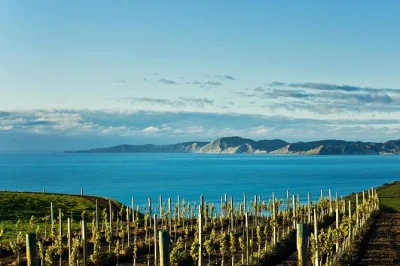 Sip marlborough wines, stroll vineyards, and end with handmade chocolates on a relaxed day trip from picton. includes port pickup, small group, and local guide.