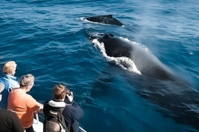 Découvrez les baleines à bosse le long de la côte de kona à hawaii lors d’une croisière tranquille avec collations, eau et une équipe locale sympa. toilettes à bord et report flexible inclus.