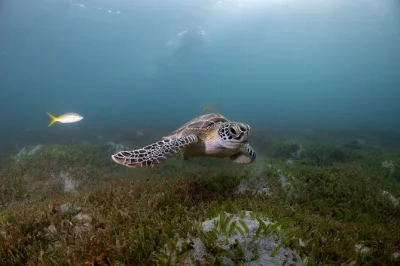 Swim with turtles and colorful fish in san juan’s escambrón marine park, guided by certified pros. includes all gear, showers, lockers, and easy beach access.