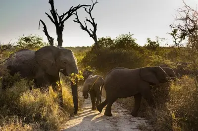 Safari big five desde Hazyview: Recorrido de tarde en Kruger