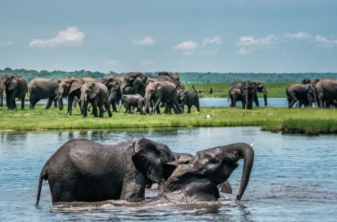 Chobe National Park day trip: Safari & river cruise