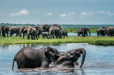 Chobe National Park day trip: Safari & river cruise