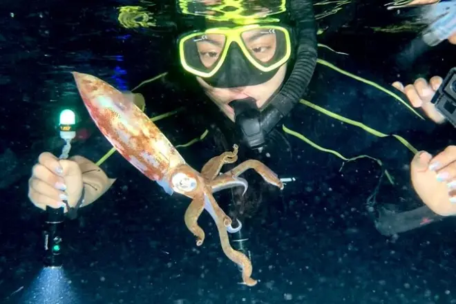 Snorkeling noturno em Cozumel: Observação de polvo e lula
