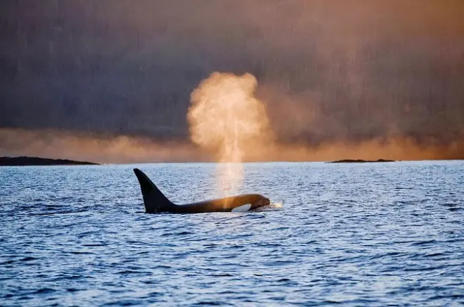 Private Wildlife Tour Sitka: Bears, Whales & Sea Otters