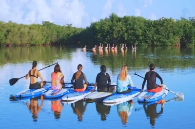 Descubre los manglares de progreso en paddle board, observa flamencos y aprende con un guía local. todo el equipo incluido y horarios flexibles para tu día.