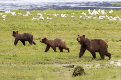 Observez les ours bruns à pack creek sur admiralty island, survolez en hydravion, randonnez en forêt et échangez avec des guides locaux. déjeuner et équipement inclus.