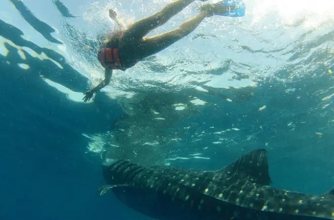 Isla Holbox: Snorkel com tubarões-baleia e ceviche de peixe