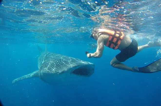 Mit Walhaien schnorcheln auf Isla Mujeres