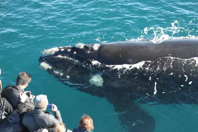 Disfruta del aire marino en augusta mientras observas ballenas jorobadas y francas australes, delfines y lobos marinos. incluye té, tripulación experta y regreso gratis si no ves ballenas.