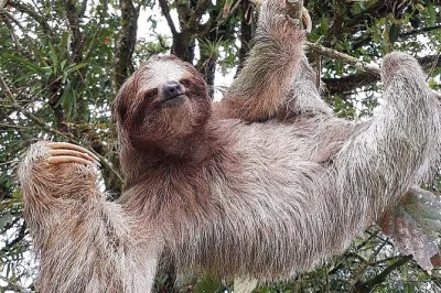 Descubre la magia tranquila de la fortuna en un tour para ver perezosos cerca del volcán arenal. observa tucanes, monos y ranas con guía local. incluye recogida en hotel y pausa para café.