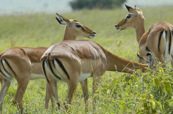 Safari 3 giorni Serengeti e Ngorongoro da Arusha