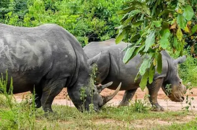 Rhino tracking tour from Kampala: Ziwa Sanctuary on foot