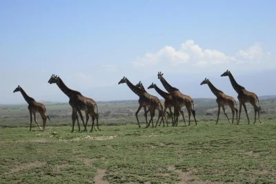 Entdecke elefanten am lake manyara, durchquere die endlosen ebenen der serengeti und erkunde den ngorongoro-krater auf einer geführten gruppen-safari. inklusive verpflegung, transport und parkeintrit