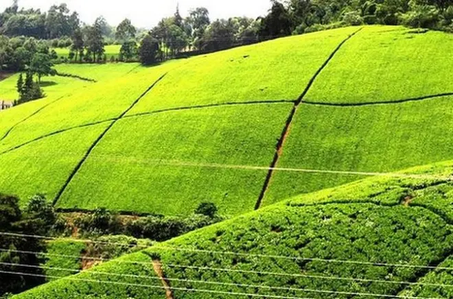 Kiambethu Teeplantage ab Nairobi: Teeanbau erleben