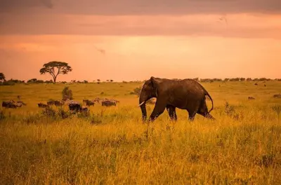 Safari Tanzanie : Tarangire, Serengeti et cratère du Ngorongoro