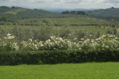 Step into chianti’s hills for a guided walk through casa sola’s vines, cellar tour, and a relaxed tasting of local wines, olive oil, and tuscan snacks—includes parking.