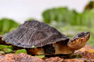 Descubre más de 130 especies de tortugas en el parque a cupulatta, a solo 30 minutos de ajaccio. entrada rápida, paseos bajo sombra y snacks típicos en el lugar.
