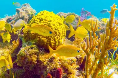 Snorkeling in Grand Turk: Clear Open Waters