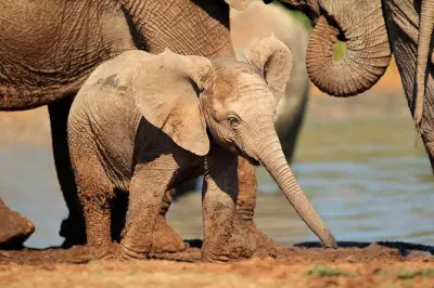 Desde Port Elizabeth, safari en Addo Elephant para ver los Big Five