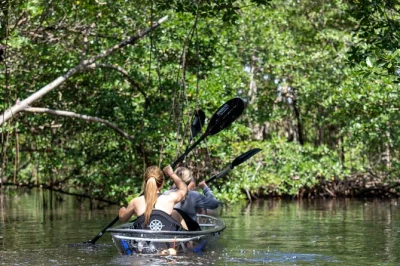 Descubre los manglares de north miami en kayak transparente, navega por los túneles del río oleta, observa la fauna y disfruta de paradas para fotos. todo el equipo y guía incluidos.