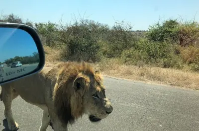 Kruger National Park Full-Day Tour from Maputo: See All Big Five