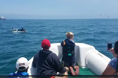 Private Dolphin and Whale Watching Tour Newport Beach