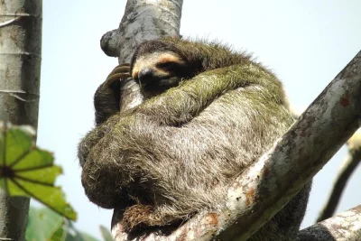 Découvrez les écluses agua clara, la faune sauvage près de colon et les remparts du fort san lorenzo. navette hôtelière et boissons incluses.