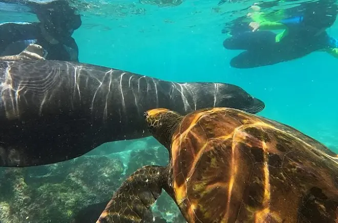 Snorkeling a Isola Pinzon: Tartarughe marine, razze e squali