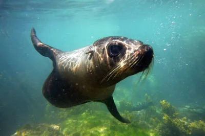 Feel the chill and excitement as you swim with wild fur seals off kaikoura. small group, wetsuits included, local guide. book your half-day marine adventure.