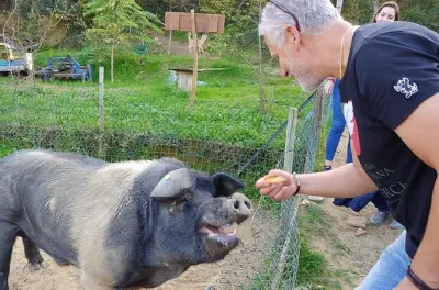 Montepulciano visite ferme Cinta Senese : Vin, déjeuner et cochons