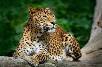 Leopardos e lagos no Parque Nacional Wilpattu, saindo de Negombo