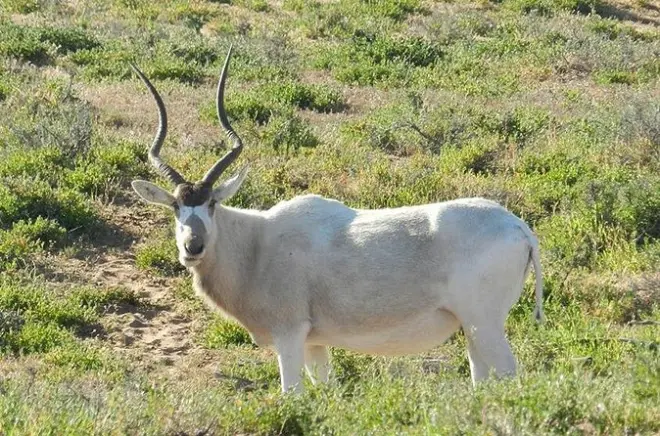 Souss Massa 4x4: Avvistamento di addax, oryx e ibis eremita
