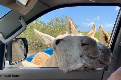 Donkey Sanctuary Tour Bonaire: Feed & Meet Rescued Donkeys