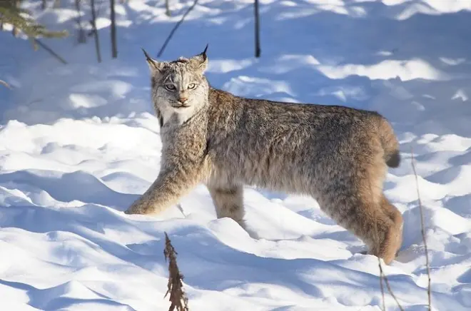 Yukon Wildlife Preserve: Vedere 11 specie dal bus