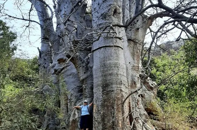 Vale Calabaceira: Caminhada com baobá e visita à Cidade Velha