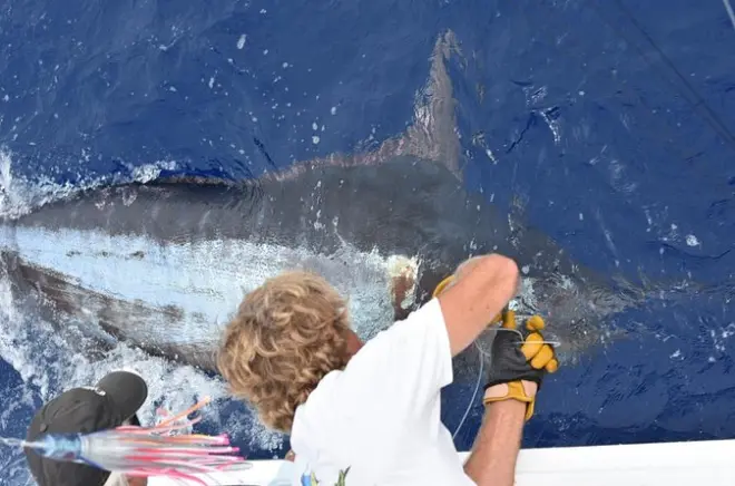 Charter di pesca a Kailua-Kona: Blue Marlin e Mahi Mahi