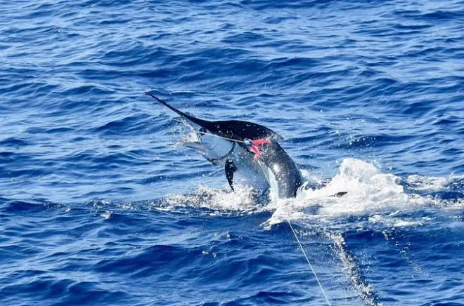 Big Island pêche en après-midi : Marlin bleu et thon