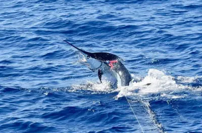 Big Island pesca pomeridiana: Blue marlin e tonno